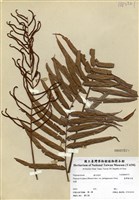 藏品(臺灣瘤足蕨)的圖片